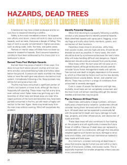 Hazards, dead trees, are only a few issues to consider following