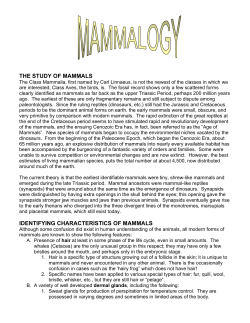 THE STUDY OF MAMMALS IDENTIFYING CHARACTERISTICS OF