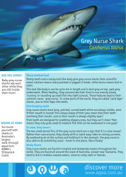 Grey Nurse Shark