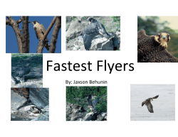 Fastest Flyers - davis.k12.ut.us