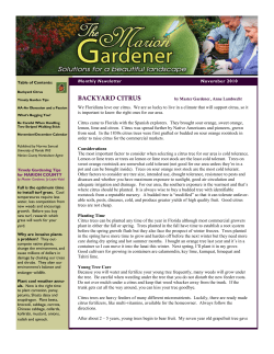 marion county governmnt