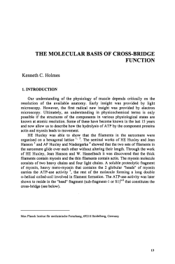 the molecular basis of cross-bridge function
