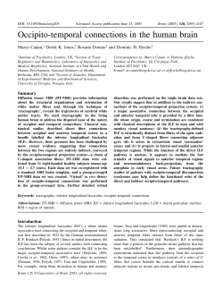 Occipito-temporal connections in the human brain