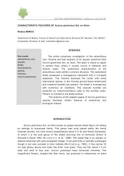 CHARACTERISTIC FEATURES OF Acorus gramineus Sol. ex Aiton