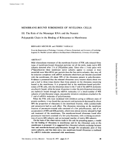 MEMBRANE-BOUND RIBOSOMES OF MYELOMA CELLS I II. The