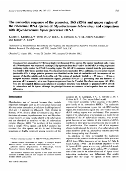 the ribosomal RNA operon of Mycobacterium