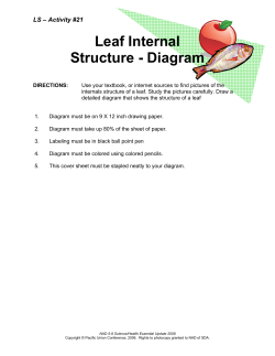 Leaf Internal Structure - Diagram - Circle