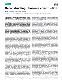 Deconstructing ribosome construction