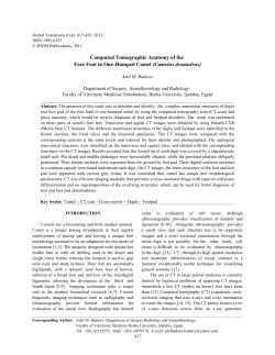 Computed Tomographic Anatomy of the Fore Foot in One