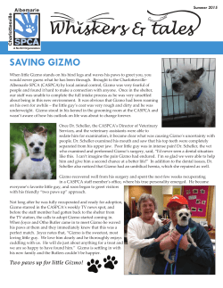 SAVING GIZMO - Light House Studio