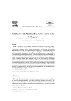 Puberty in South American Bos indicus (Zebu) cattle