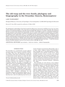 The old wasp and the tree: fossils, phylogeny and biogeography in