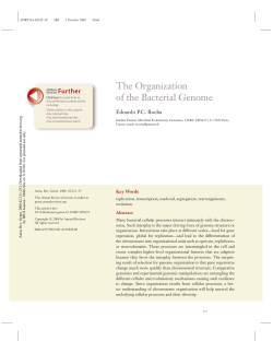 The Organization of the Bacterial Genome