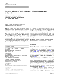 Foraging behavior of golden hamsters (Mesocricetus auratus) in the