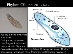 Phylum Ciliophora