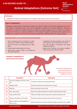 Animal Adaptations (Extreme Hot)