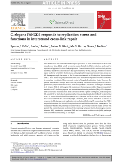 C. elegans FANCD2 responds to replication