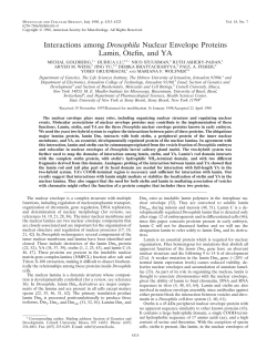 Interactions among Drosophila Nuclear Envelope Proteins Lamin