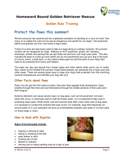 Protect the Paws this summer! - Homeward Bound Golden Retriever
