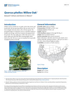 Quercus phellos: Willow Oak1 - EDIS