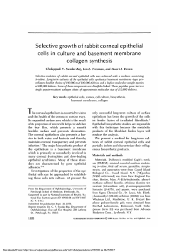 Selective growth of rabbit corneal epithelial cells in culture