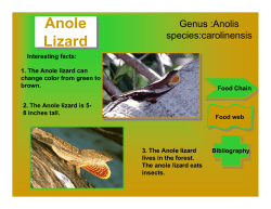 Anole Lizard Anole Lizard