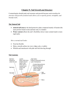 Chapter 9 Nail Structure and Growth