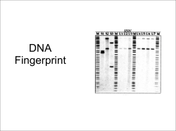DNA Fingerprint