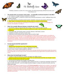 The Butterfly Game - The Website of Jordan Niednagel