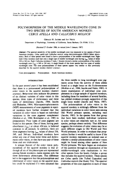 polymorphism of the middle wavelength cone in two species of