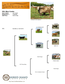 DDL Miss Cookie - Lutt Longhorns