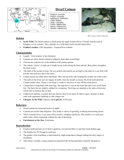 Dwarf Caiman - Rosamond Gifford Zoo