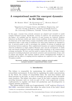 A computational model for emergent dynamics in the kidney