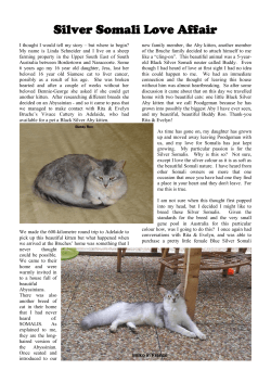 Silver Somali - Nile Abyssinians