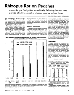 Rhizopus Rot on Peaches