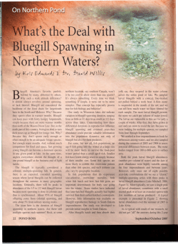 Bluegill Spawning in Northern Waters?