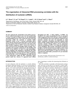 The organization of ribosomal RNA processing correlates with the