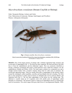 Macrobrachium crenulatum (Stream Crayfish or