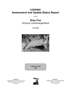 COSEWIC Status Report - Grey Fox - Registre public des esp&egrave;ces