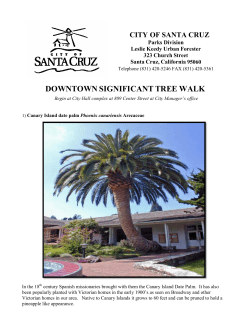 downtown significant tree walk