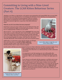 The LCAH Kitten Behaviour Series (Part 4)