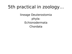 5th practical in zoology…