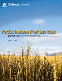 Practices to Increase Wheat Grain Protein