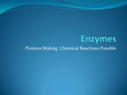 Proteins Making Chemical Reactions Possible