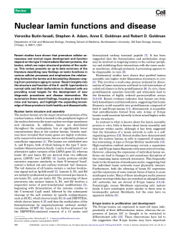 Nuclear lamin functions and disease