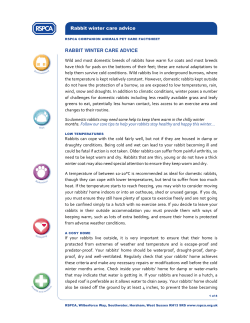 Rabbit winter care advice