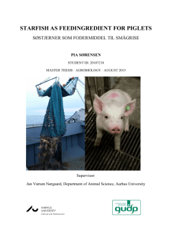 starfish as feedingredient for piglets