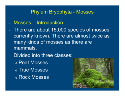 Phylum Bryophyta - Mosses &bull; Mosses &ndash; Introduction