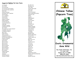 Chinese Tallow (Popcorn Tree) - Bay County Conservancy, Inc.