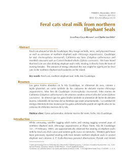 Feral cats steal milk from northern Elephant Seals